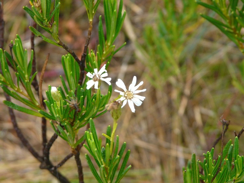 Linochilus frontinensis