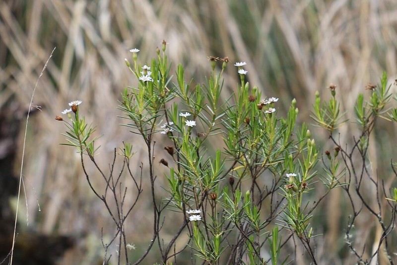 Linochilus frontinensis photo 2