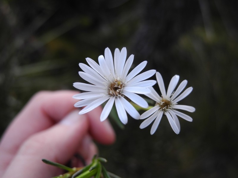 Linochilus frontinensis photo 3