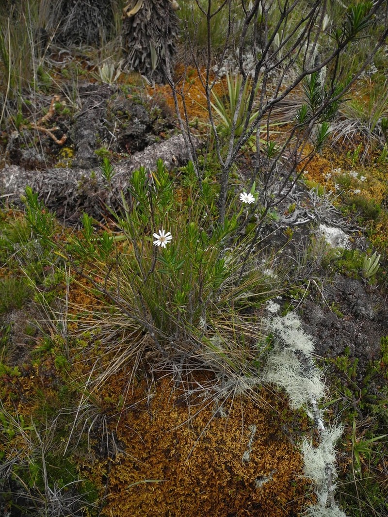 Linochilus frontinensis photo 4
