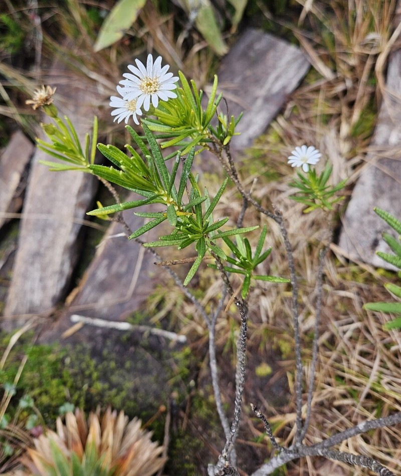 Linochilus frontinensis photo 5