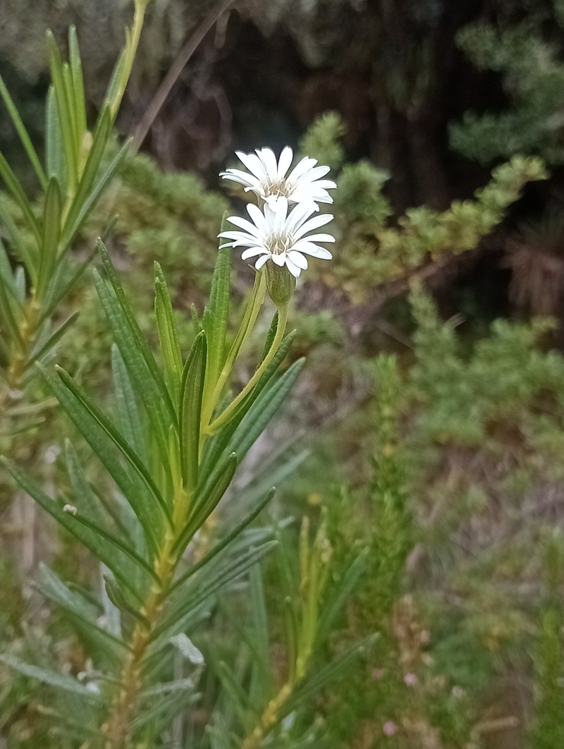 Linochilus frontinensis photo 8