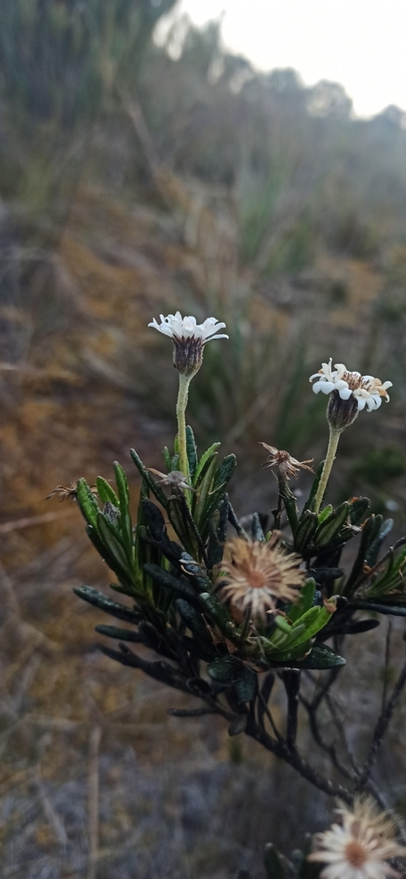 Linochilus glutinosus photo 2
