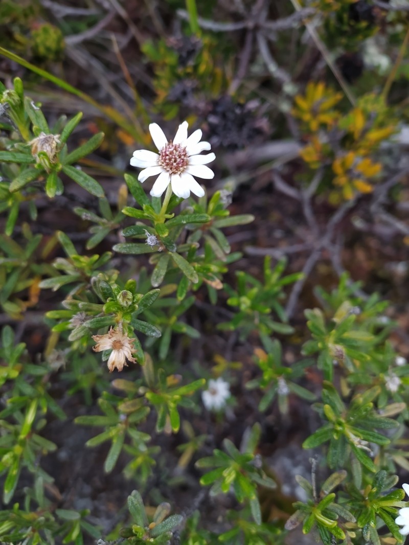 Linochilus glutinosus photo 3