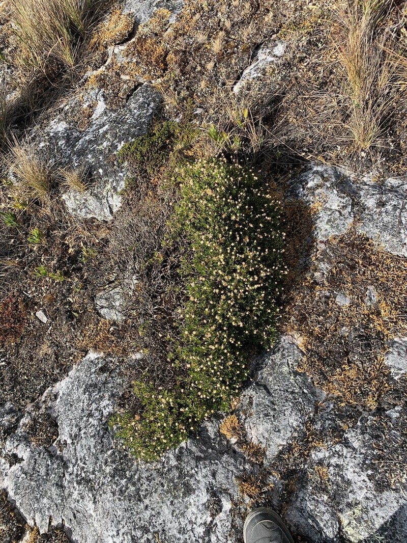Linochilus glutinosus photo 4