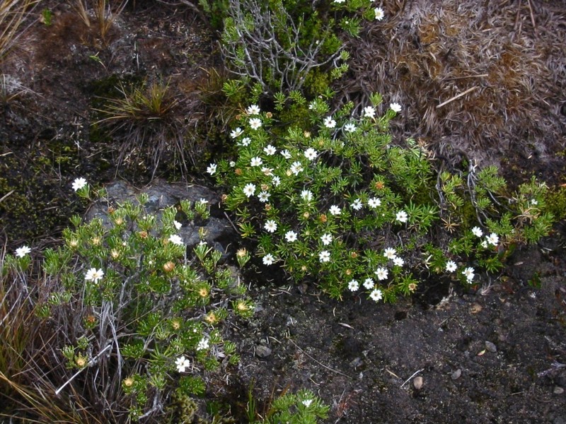 Linochilus glutinosus photo 5