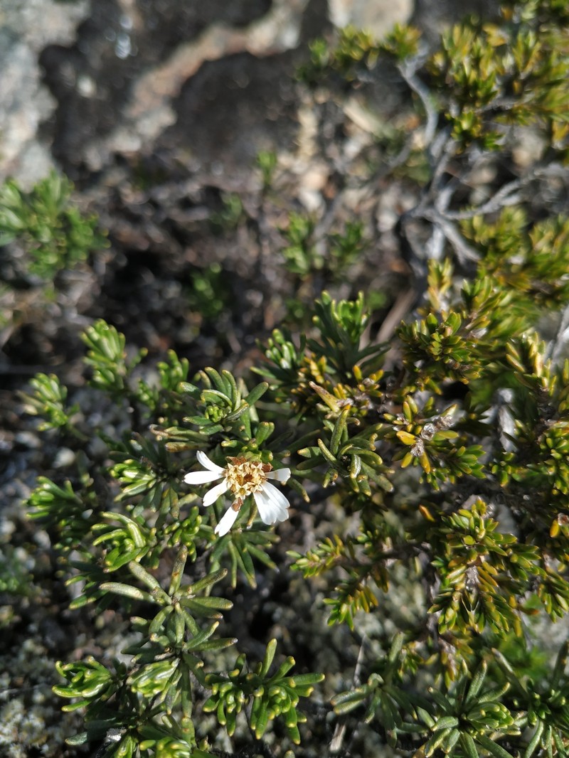 Linochilus glutinosus photo 6