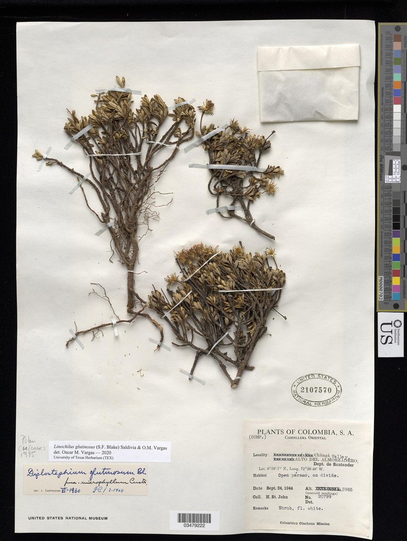 Linochilus glutinosus photo 8