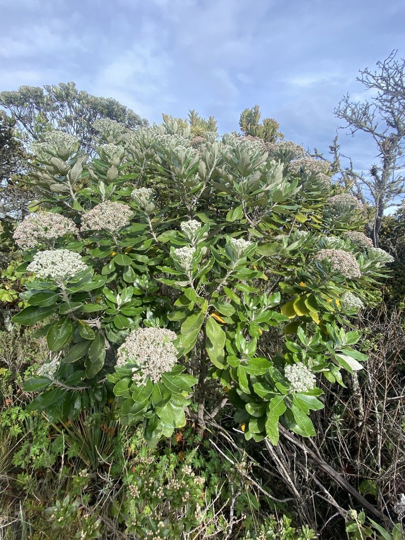 Linochilus grantii