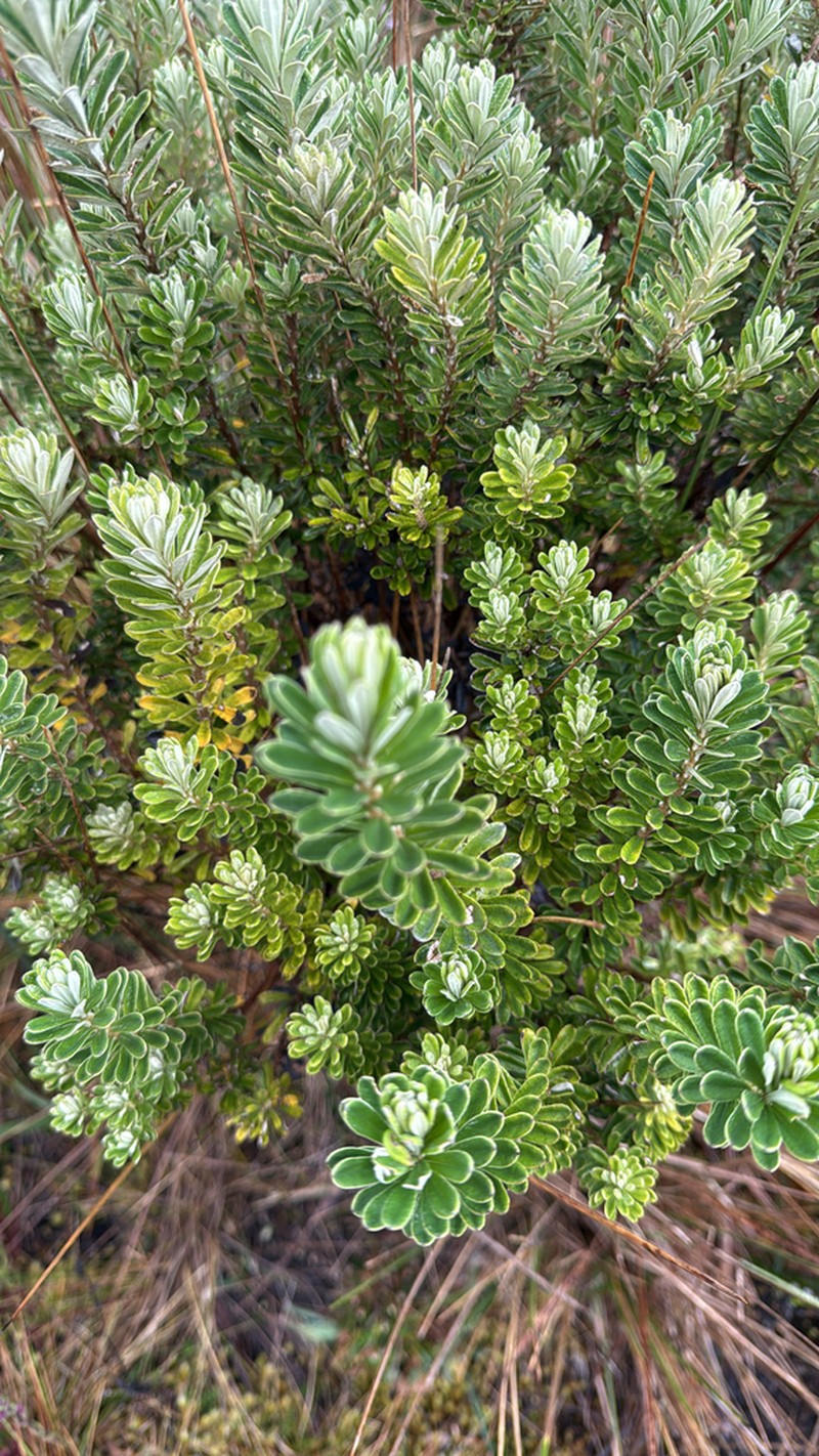 Linochilus heterophyllus