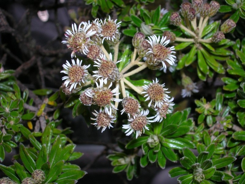 Linochilus heterophyllus photo 2