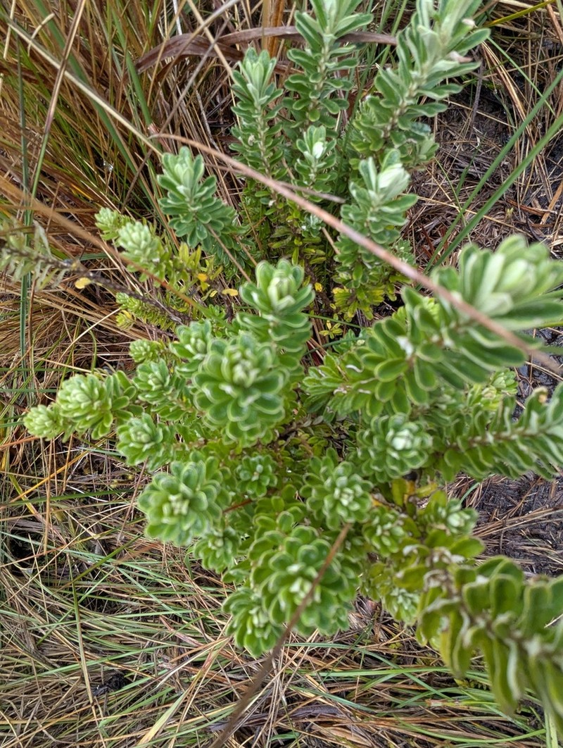 Linochilus heterophyllus photo 3