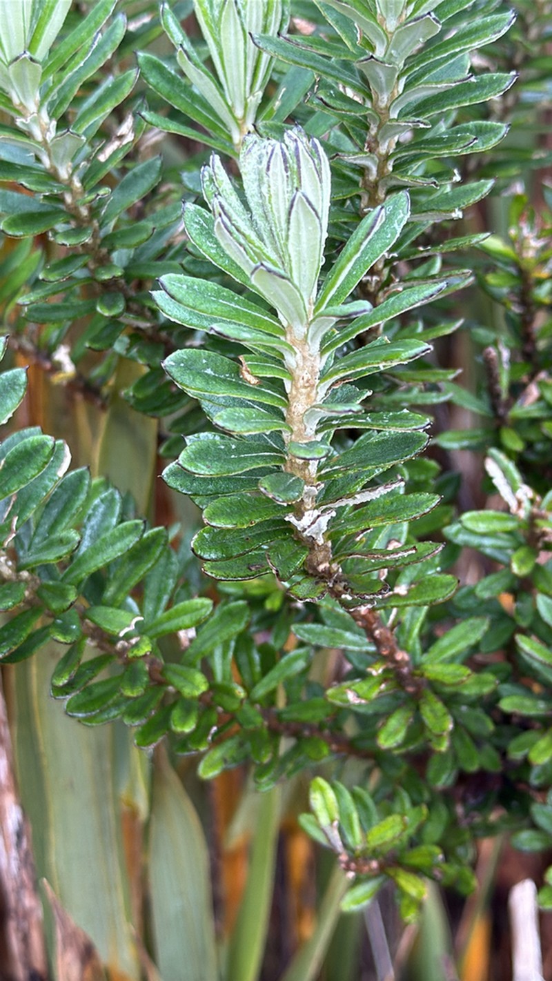 Linochilus heterophyllus photo 4