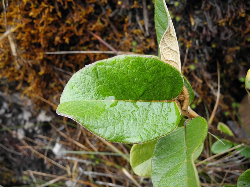 Linochilus huertasii photo 2