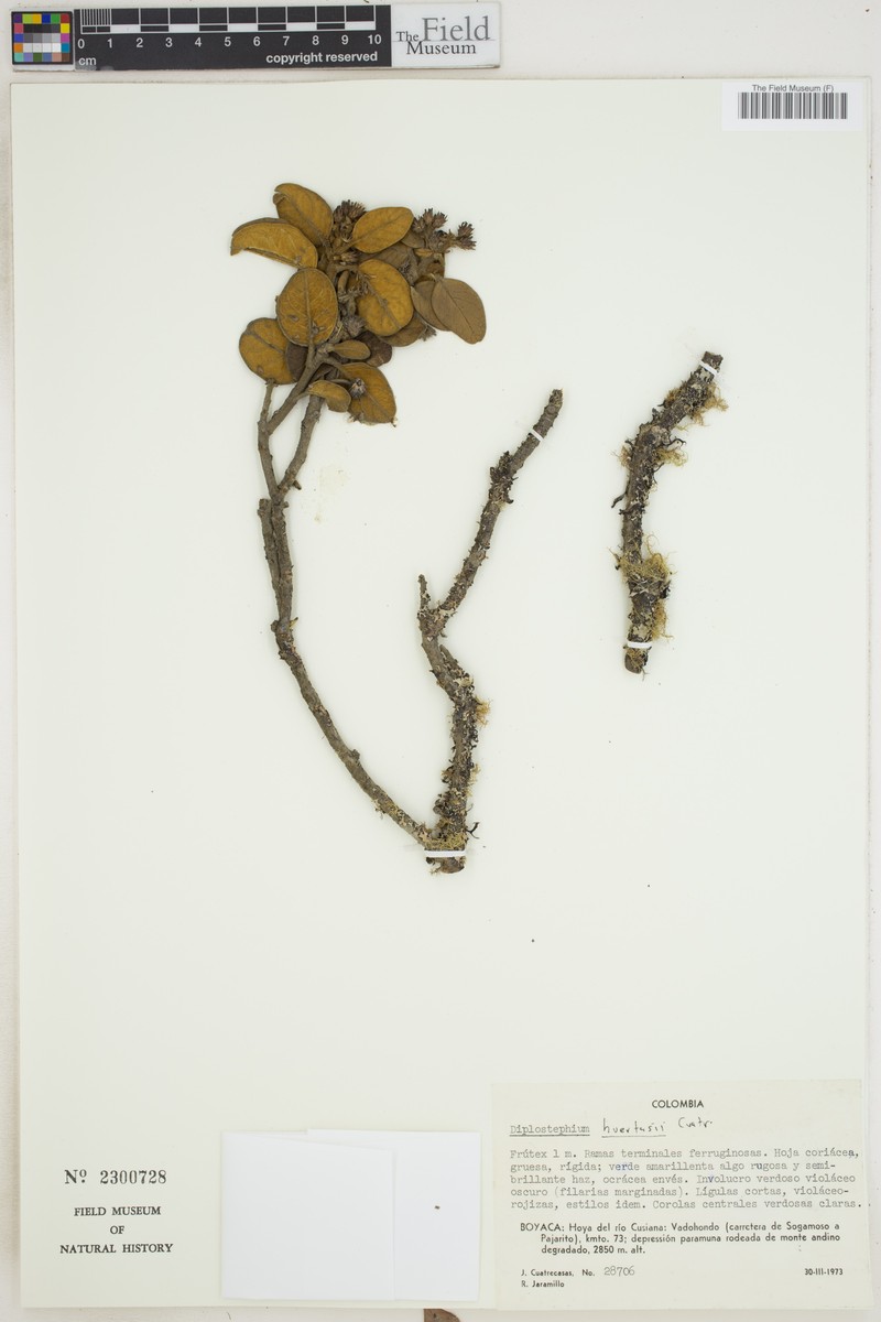 Linochilus huertasii photo 3