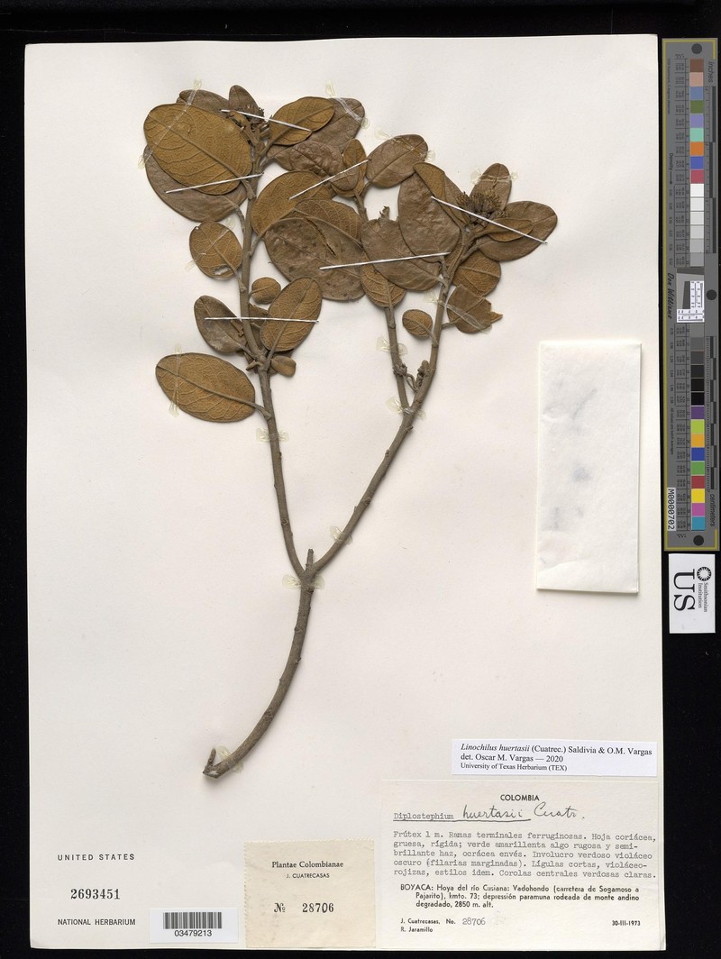 Linochilus huertasii photo 4