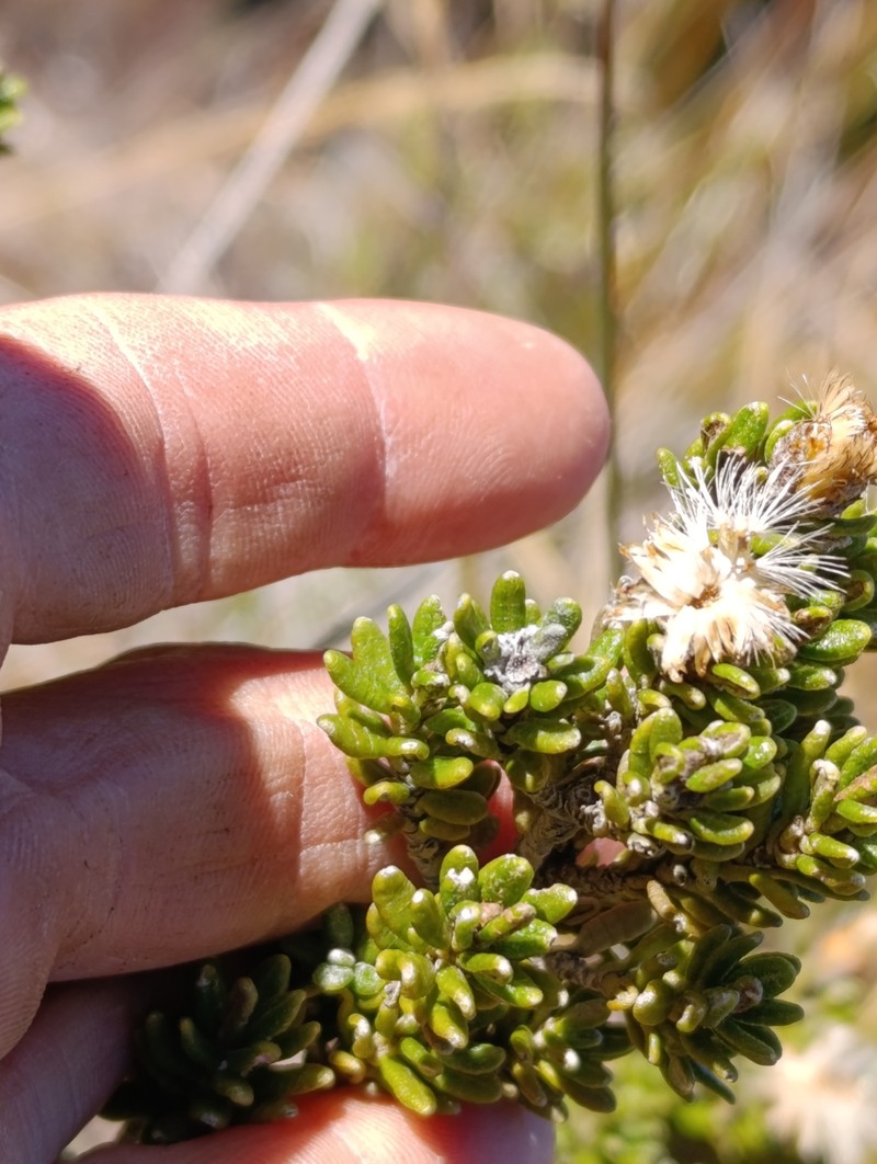 Linochilus inesianus photo 2