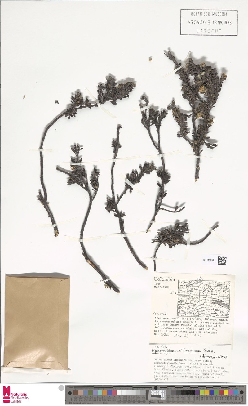 Linochilus inesianus photo 3