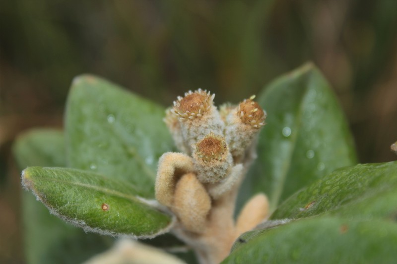 Linochilus jaramilloi photo 2