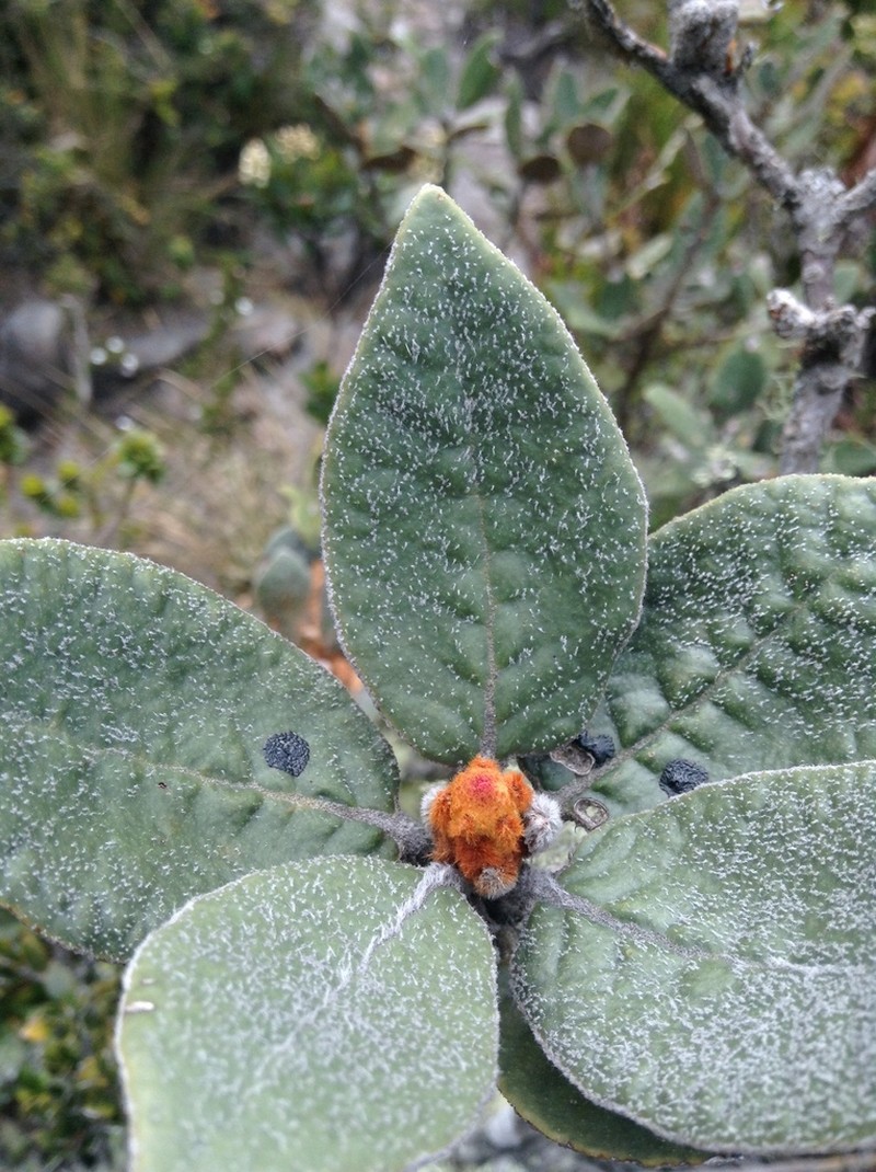 Linochilus jaramilloi photo 3