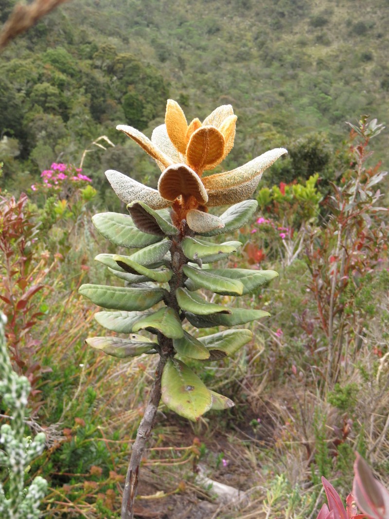 Linochilus jaramilloi photo 6