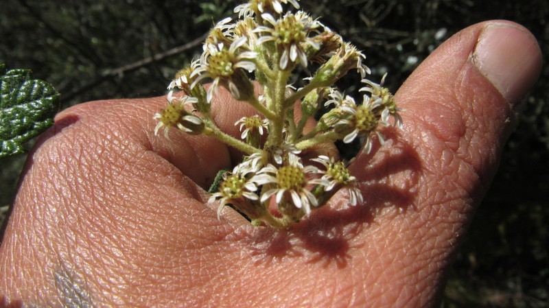 Linochilus jenesanus photo 6