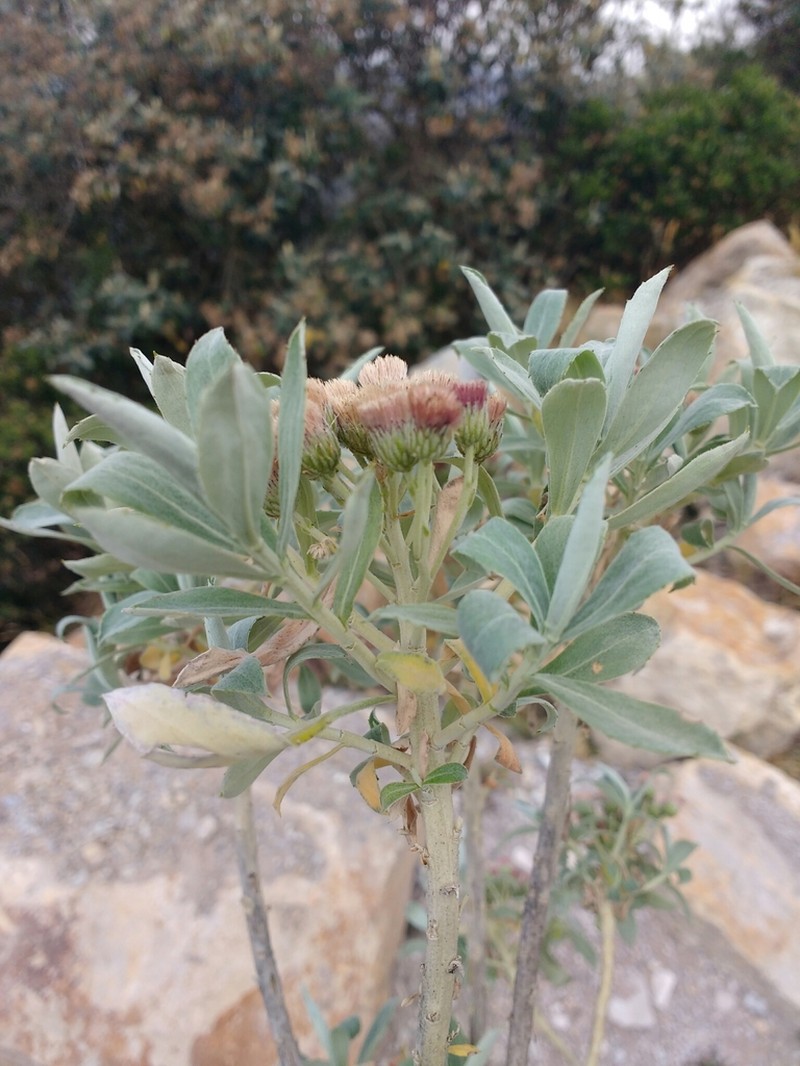 Linochilus juajibioyi