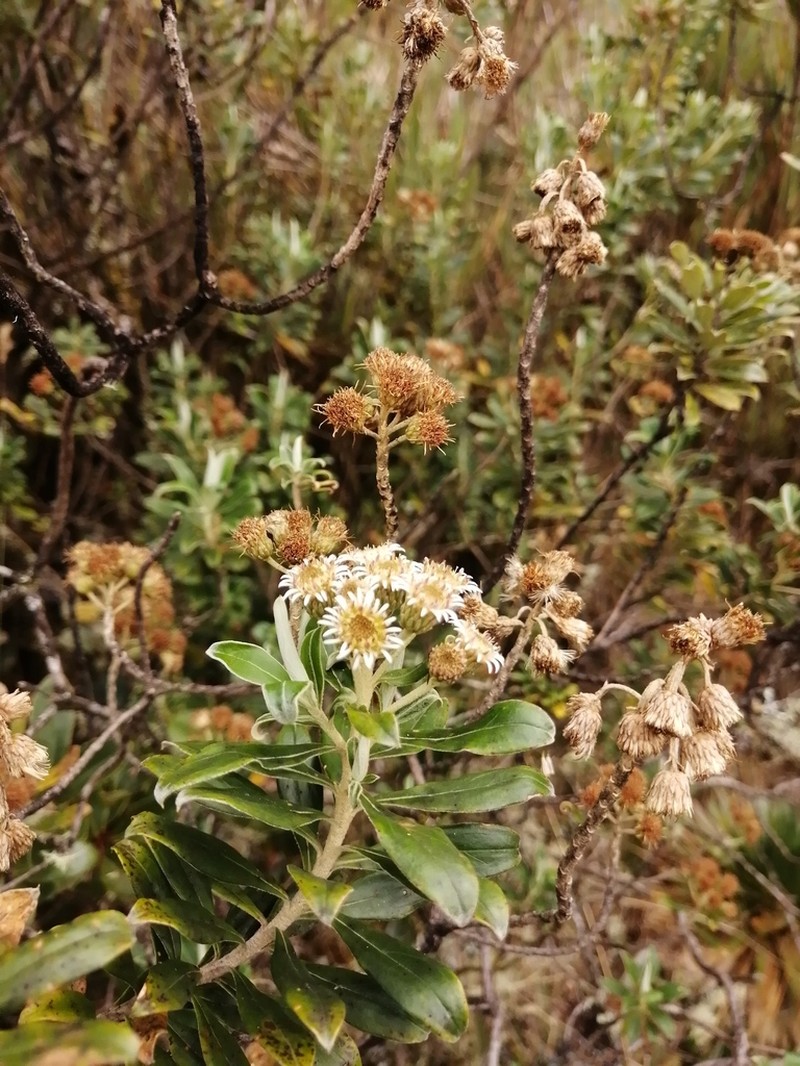 Linochilus juajibioyi photo 2
