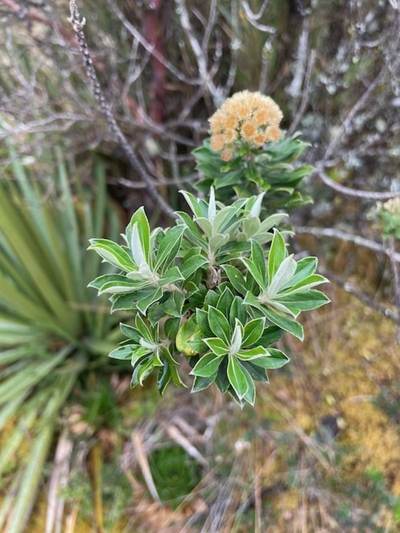 Linochilus juajibioyi photo 3