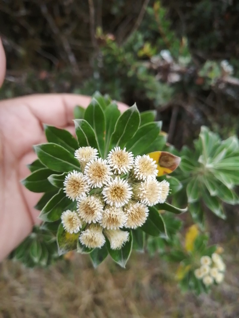 Linochilus juajibioyi photo 5