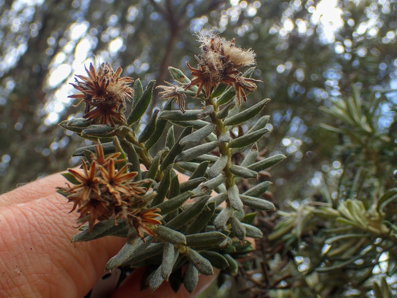 Linochilus lacunosus