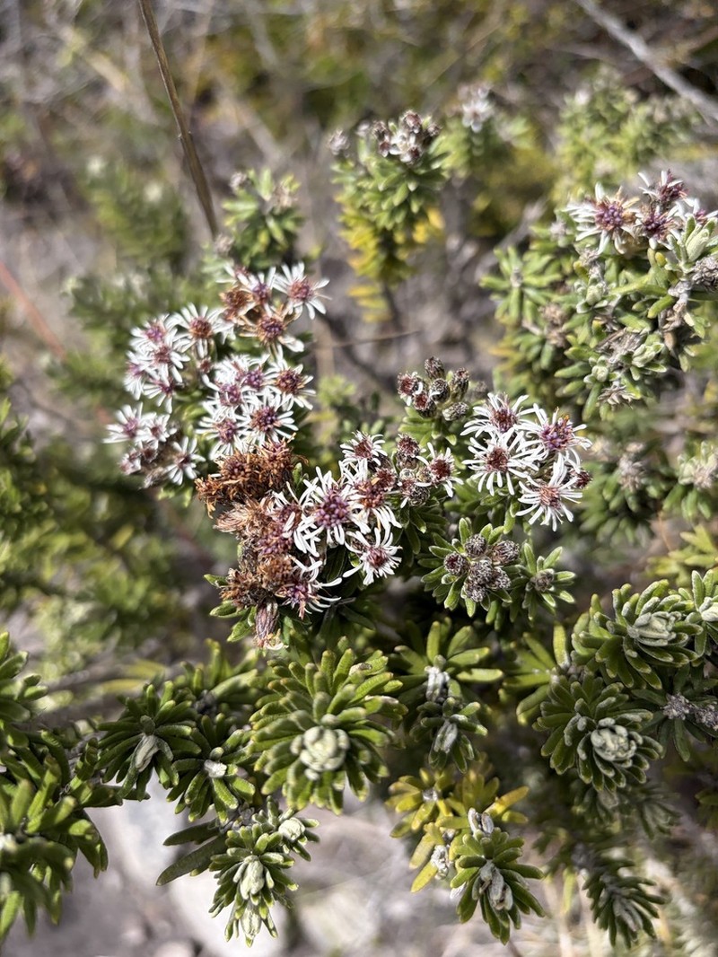 Linochilus lacunosus photo 2