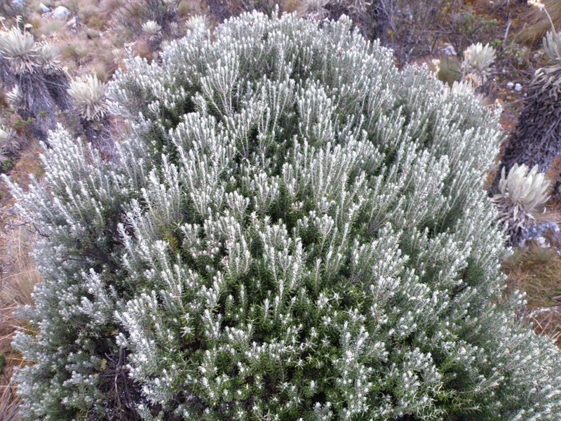 Linochilus lacunosus photo 3