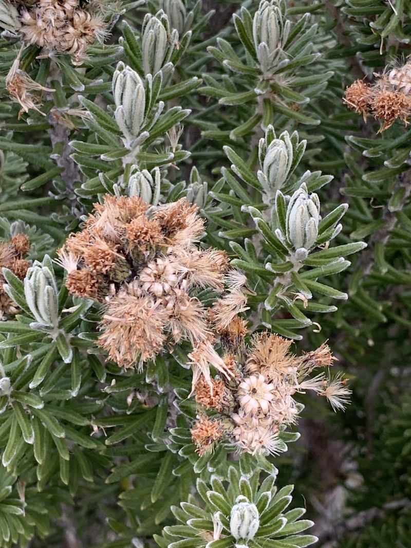 Linochilus lacunosus photo 4