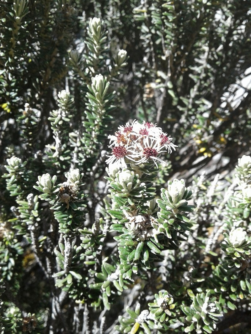 Linochilus lacunosus photo 6