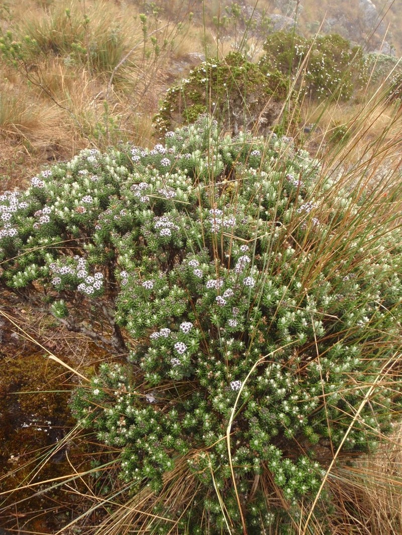 Linochilus lacunosus photo 7