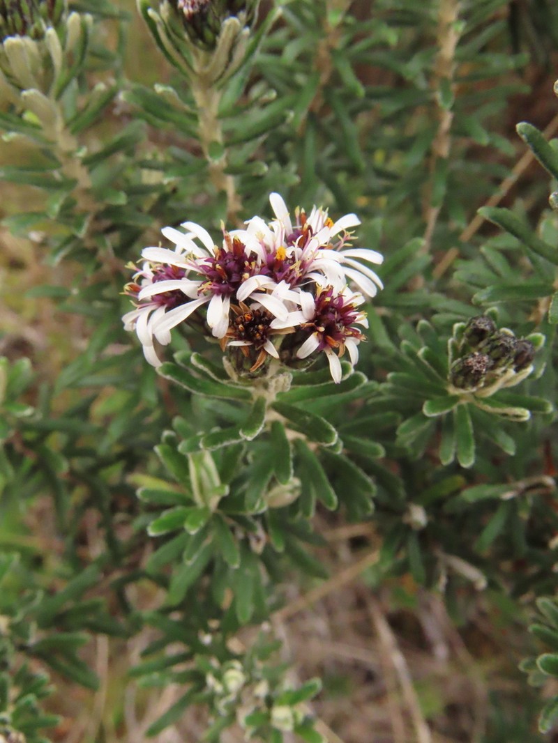 Linochilus lacunosus photo 8