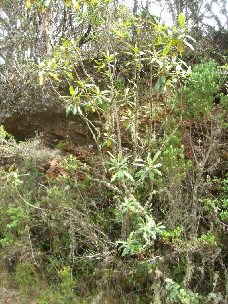 Linochilus mutiscuanus photo 3