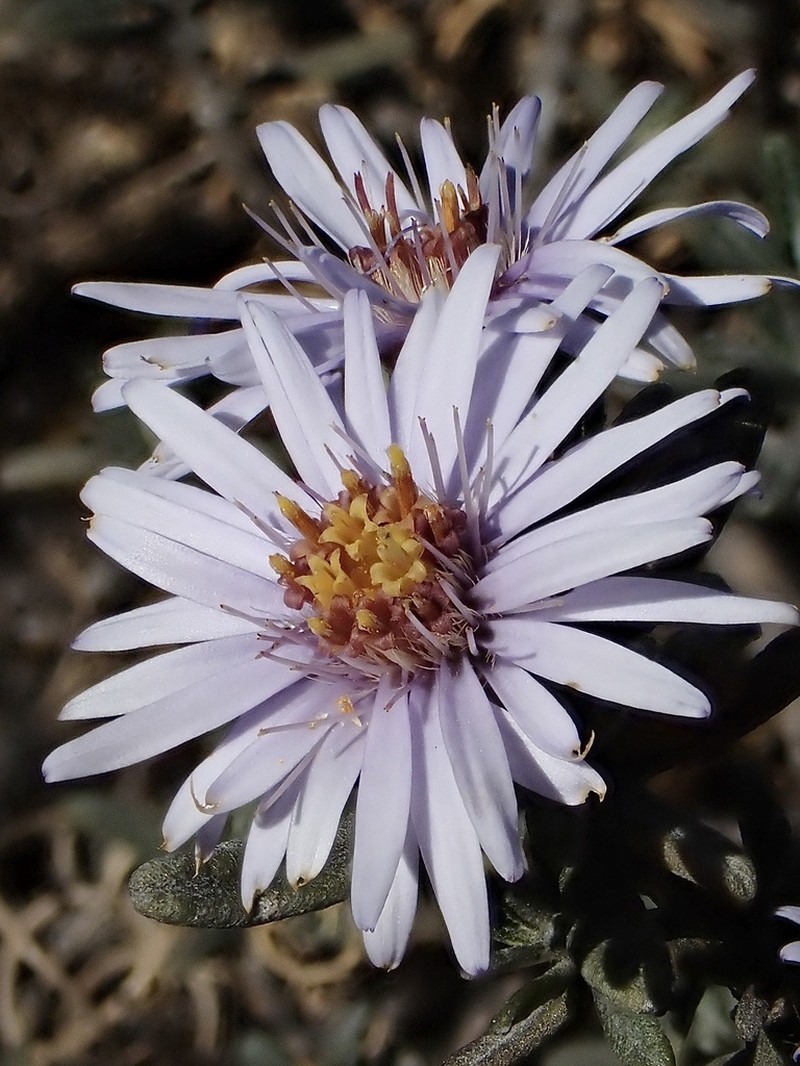 Linochilus nevadensis photo 2