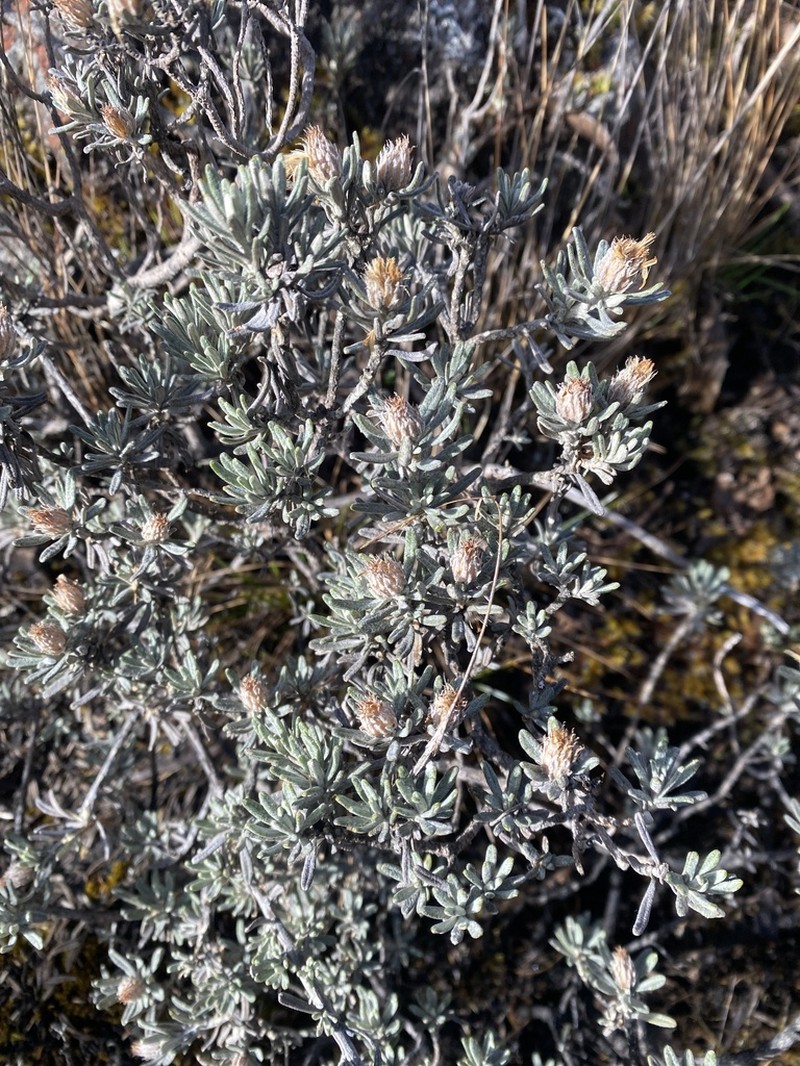 Linochilus nevadensis photo 3