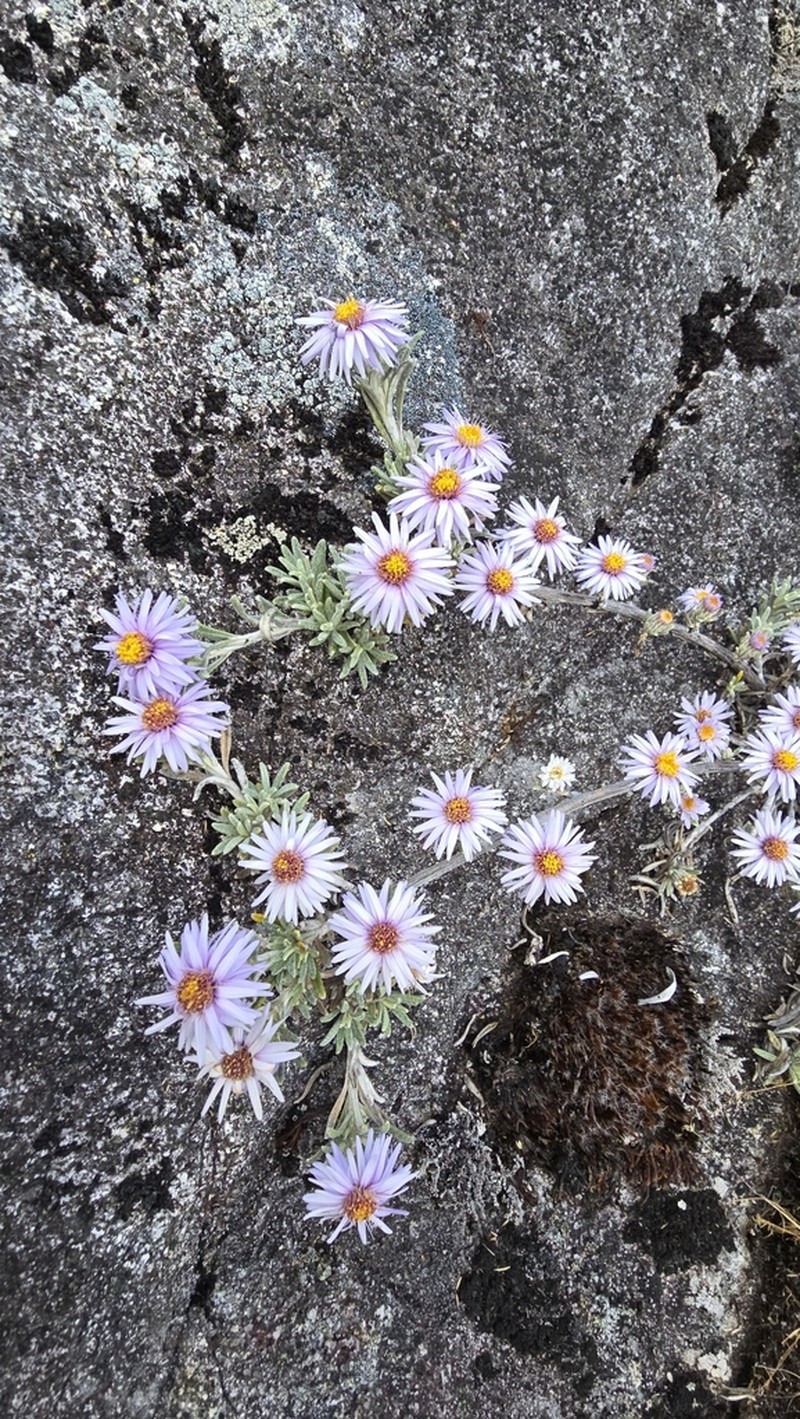 Linochilus nevadensis photo 4