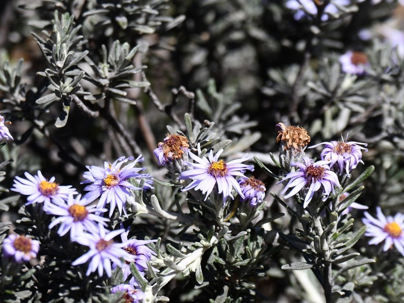 Linochilus nevadensis photo 5