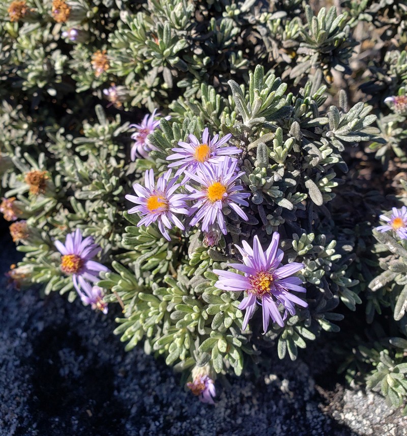 Linochilus nevadensis photo 6