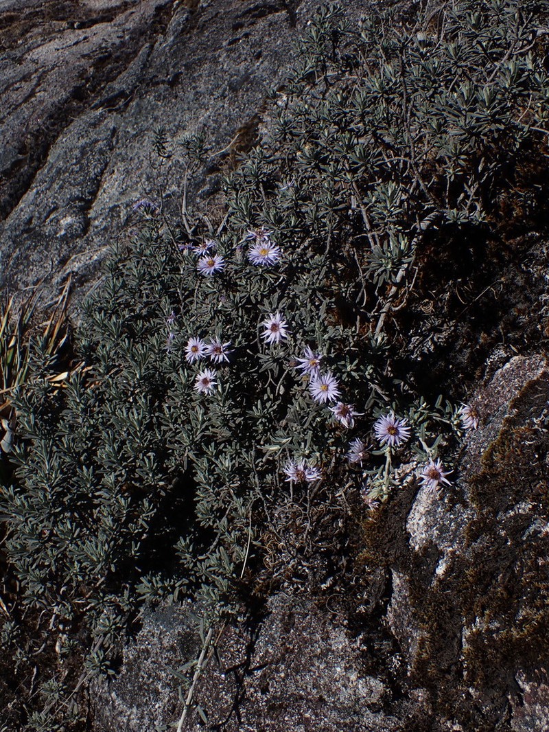 Linochilus nevadensis photo 7