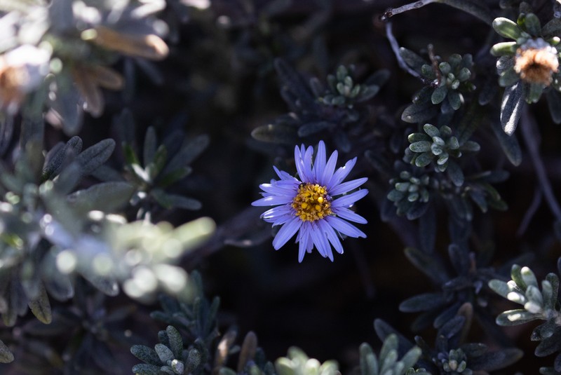 Linochilus nevadensis photo 8