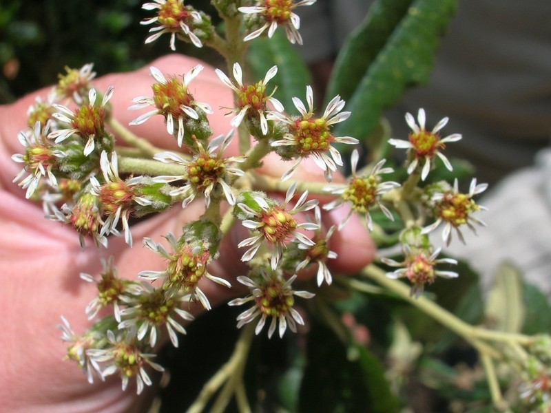 Linochilus oblongifolius