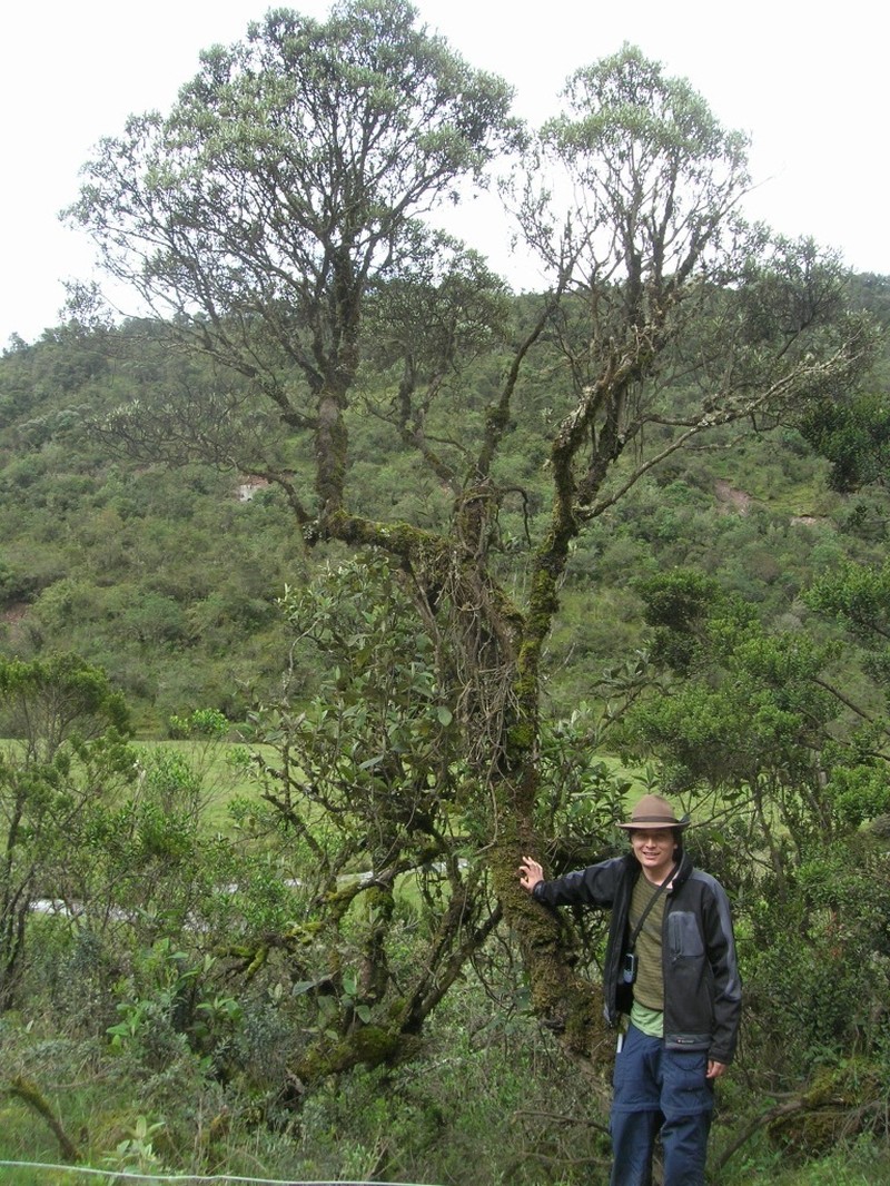 Linochilus oblongifolius photo 2