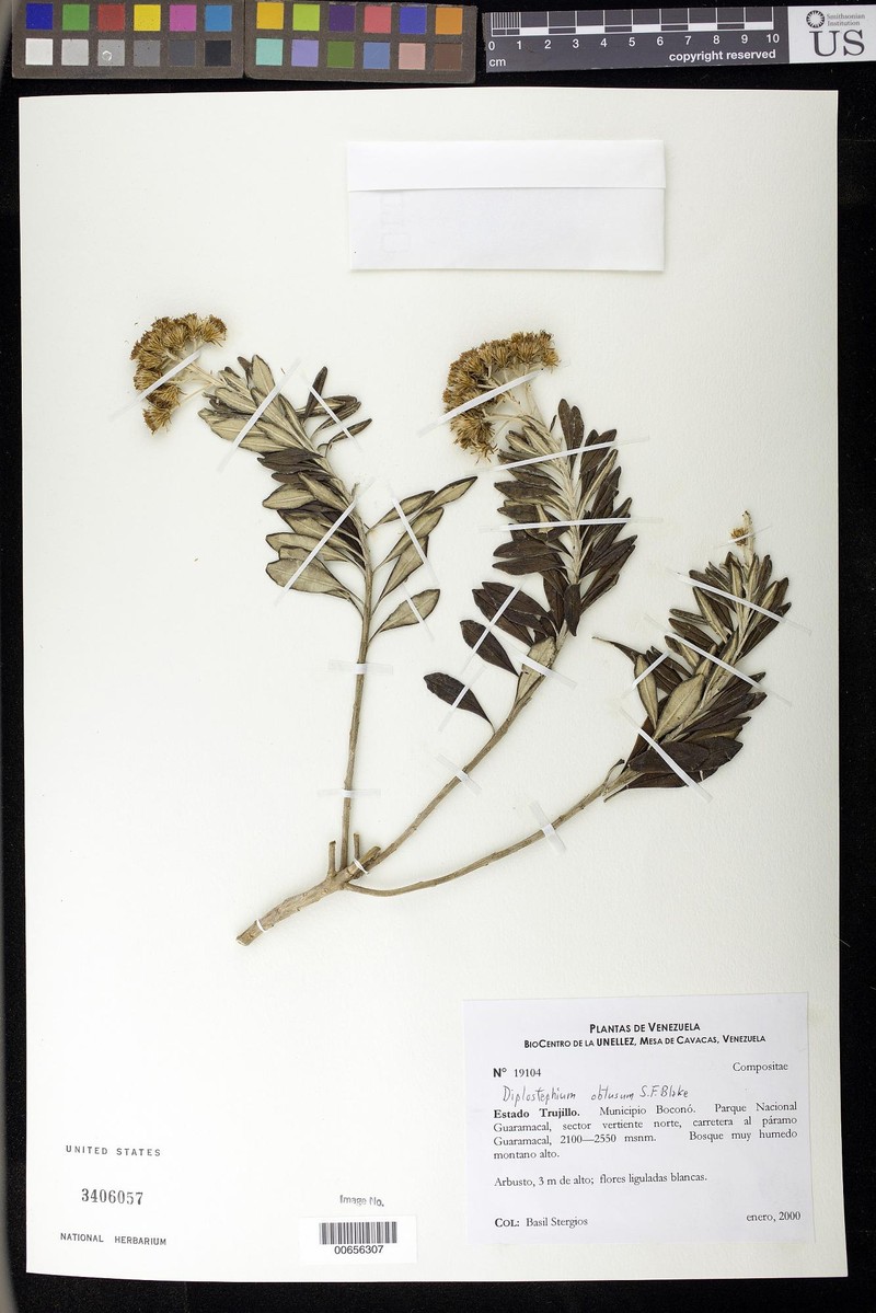 Linochilus obtusus