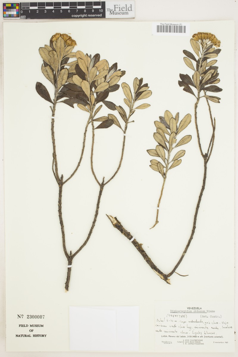 Linochilus obtusus photo 2