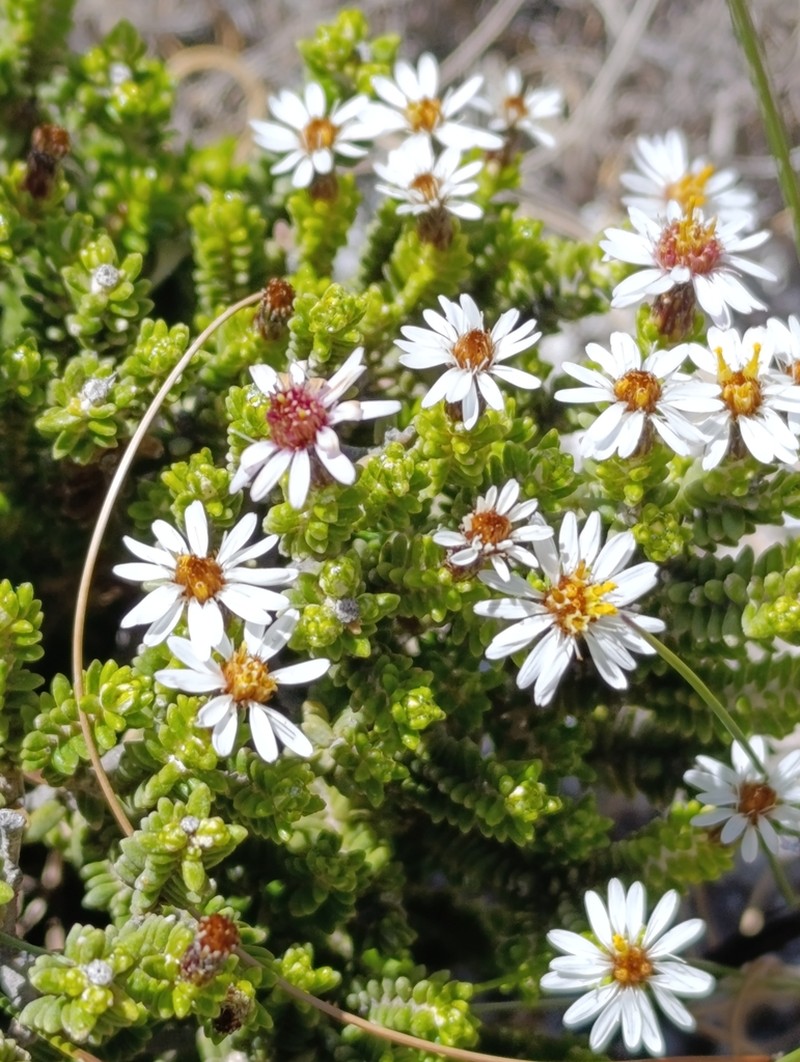 Linochilus parvifolius